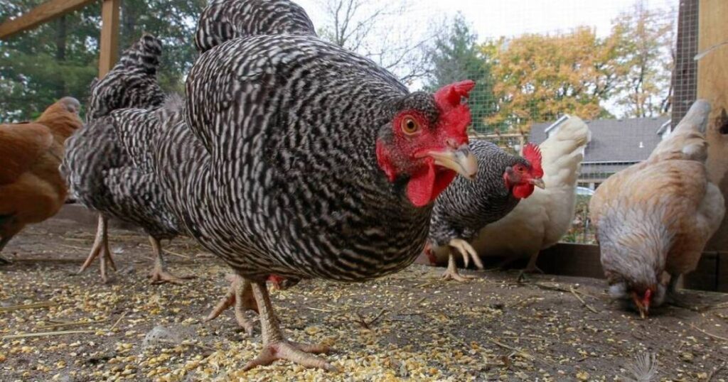 Belleville follows Metro East trend, lifts ban on backyard chickens